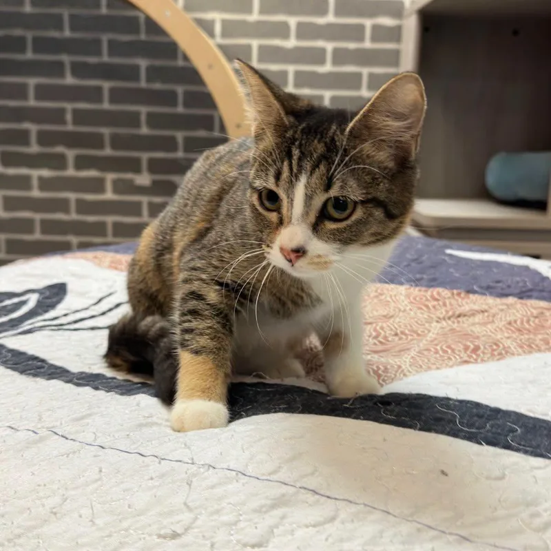 Sally @ Fat Cat thumbnail 2