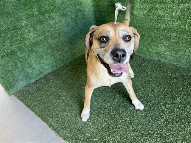 An adult medium-sized female Beagle dog named Dani for adoption in Lancaster, CA