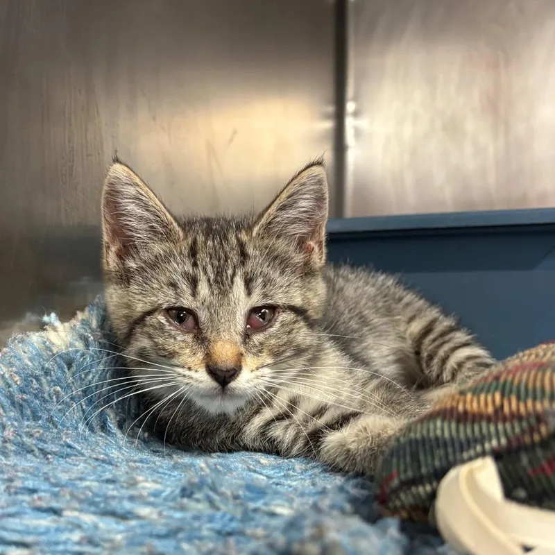 A baby small-sized female Gray / Blue / Silver Domestic Short Hair cat named Marble Playful & for adoption in Flagstaff, AZ