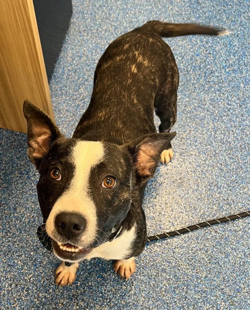 An adult medium-sized male Pit Bull Terrier dog named Dash for adoption in Tarboro, NC