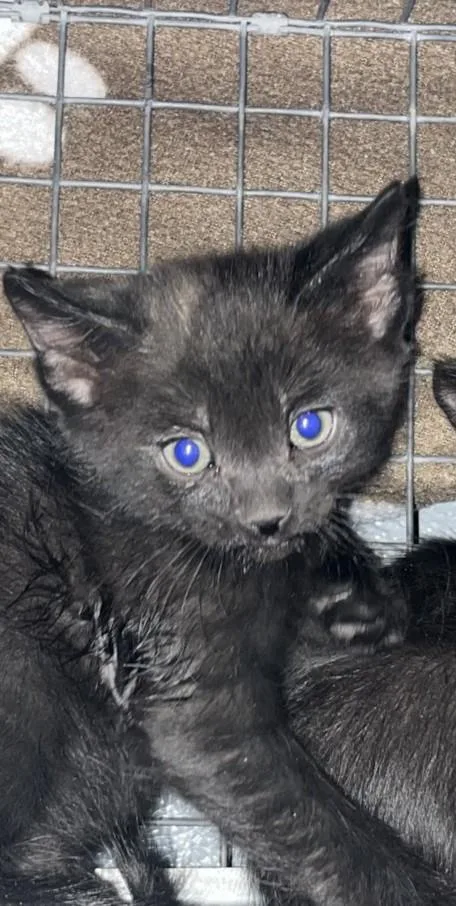 A baby small-sized male Domestic Short Hair cat named Leo for adoption in Las Vegas, NV