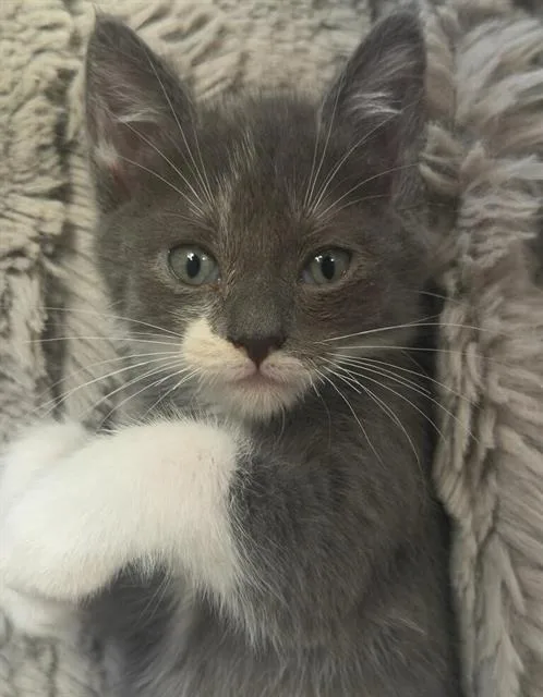 A baby small-sized male Domestic Short Hair cat named Moe for adoption in Chula Vista, CA