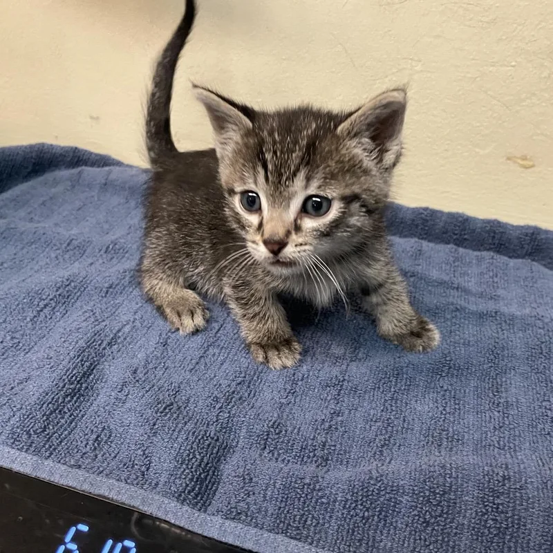 A baby small-sized male Brown / Chocolate Domestic Short Hair cat named Mako for adoption in Pasadena, CA