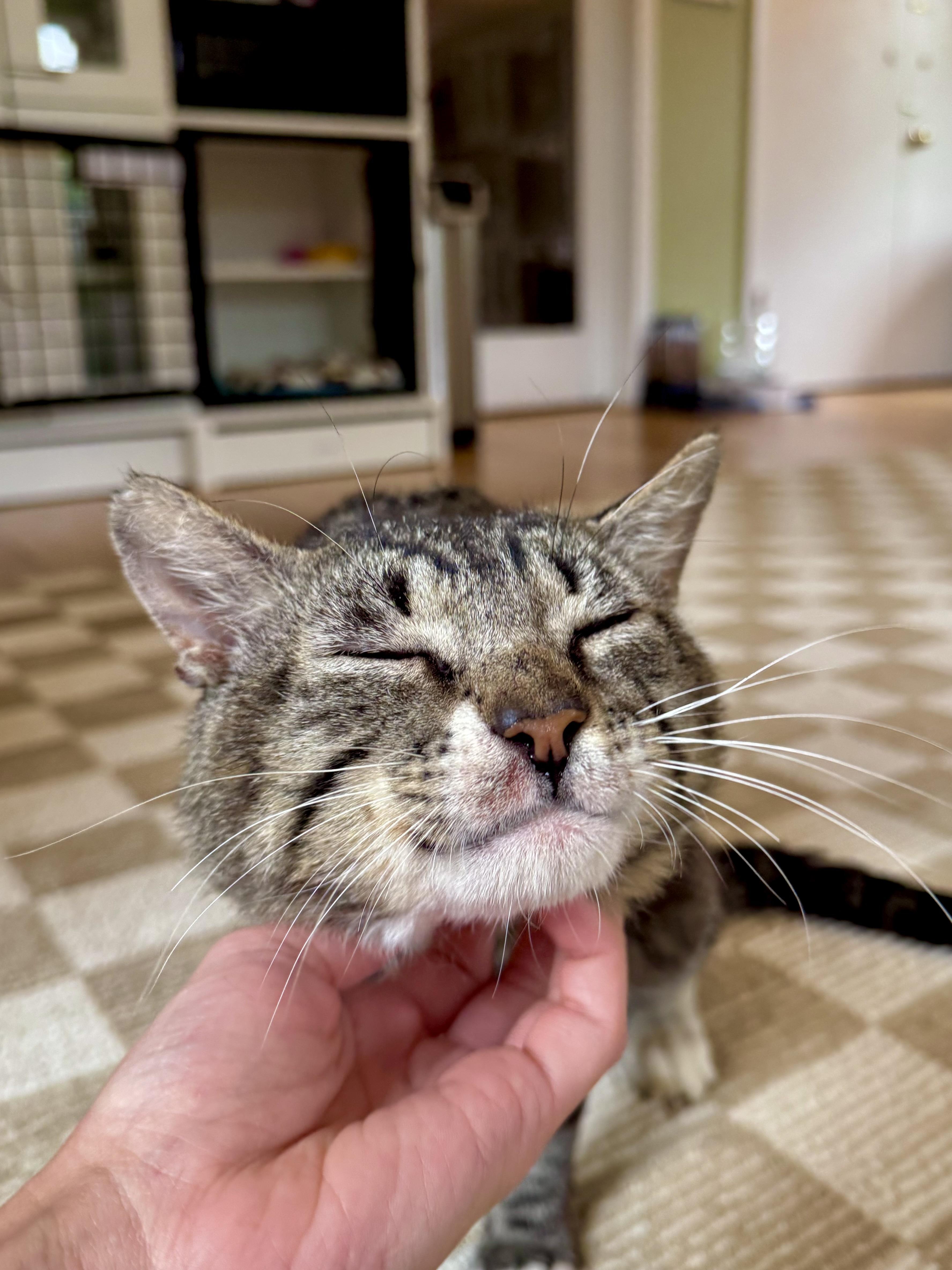 An adult medium-sized male Tabby (Brown / Chocolate) Domestic Short Hair cat named Monty for adoption in Ramsey, NJ