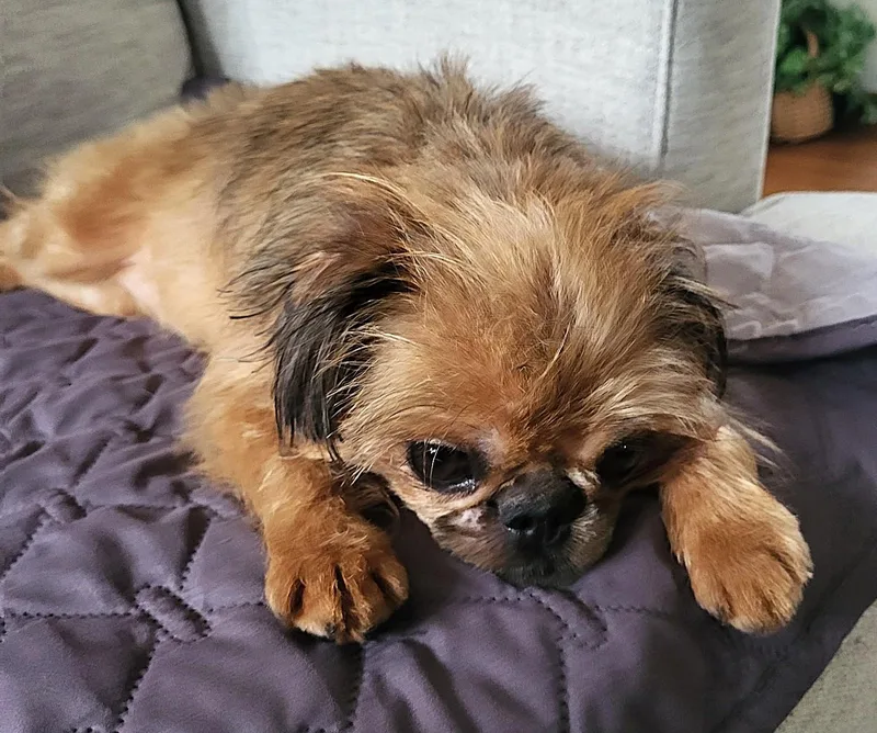 An adult small-sized female Yellow / Tan / Blond / Fawn Brussels Griffon dog named Gidget for adoption in Lisbon, IA