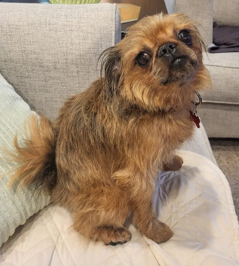 Gidget thumbnail 2
