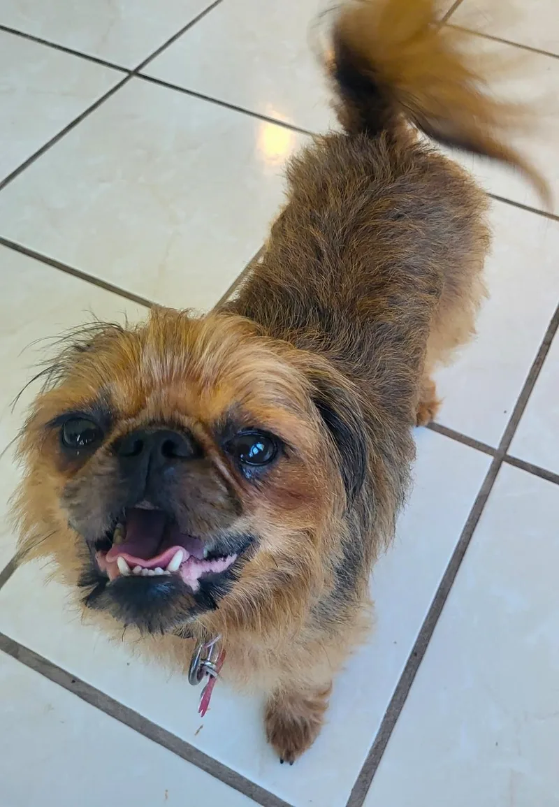 Gidget thumbnail 3