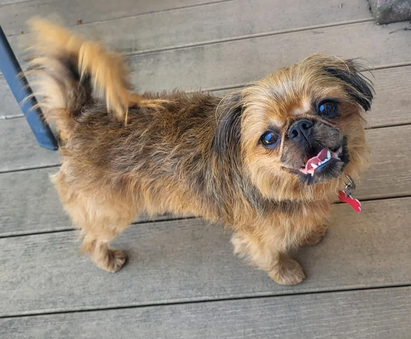 Gidget thumbnail 4