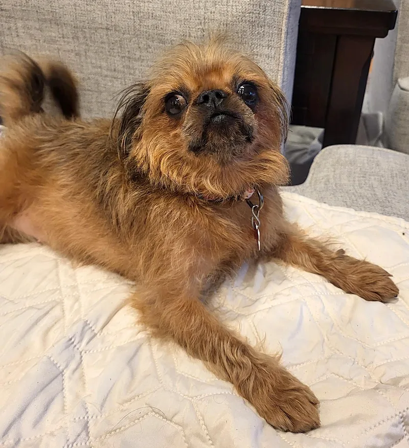 Gidget thumbnail 5