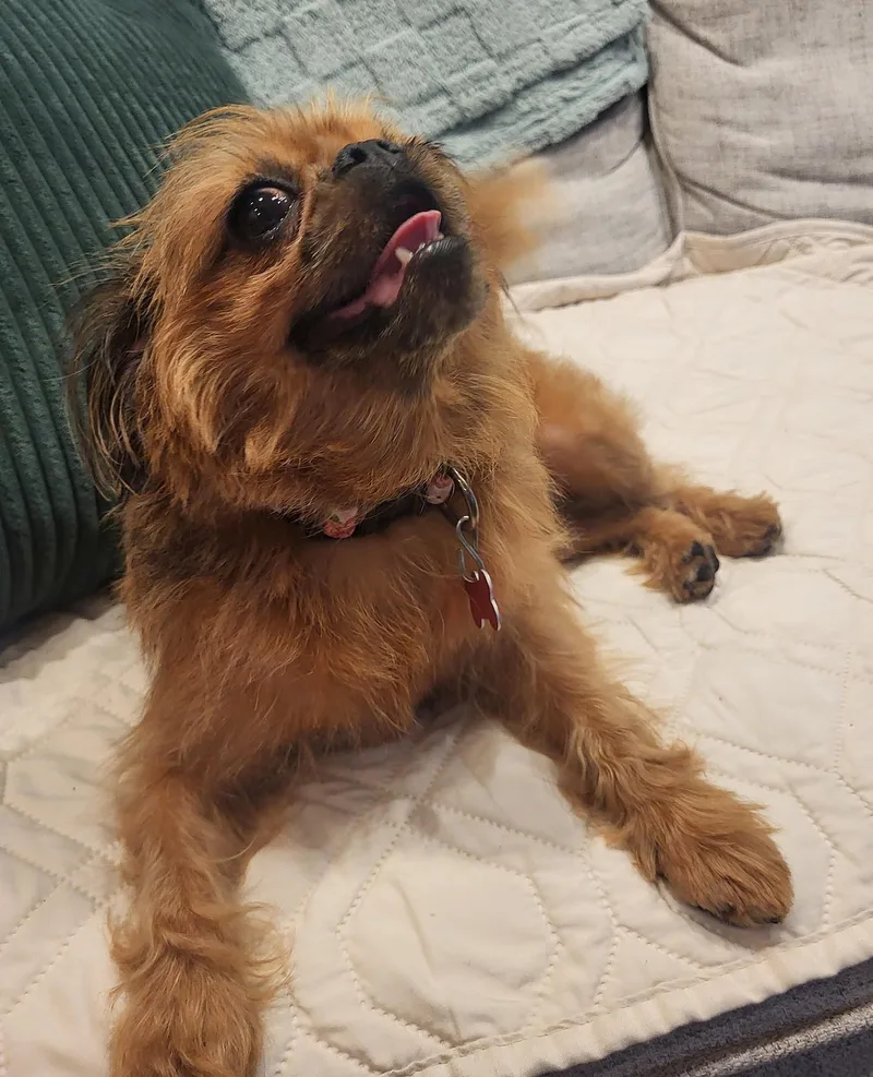 Gidget thumbnail 6