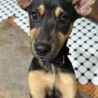 A baby small-sized female Mixed Breed dog named Jonesie for adoption in Monticello, NY