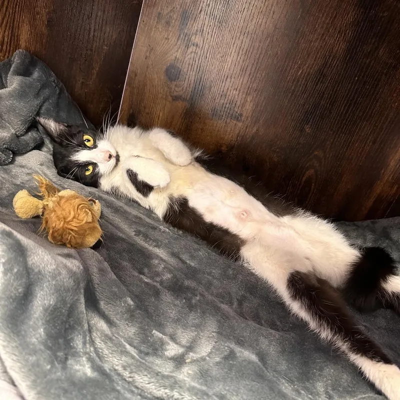 An adult medium-sized female Black Domestic Short Hair cat named Sasha for adoption in Boston, MA