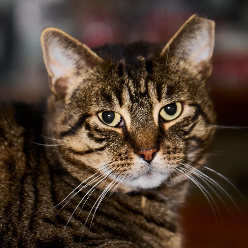 An adult large-sized male Domestic Short Hair cat named Bronny  the big for adoption in Bloomfield, NJ