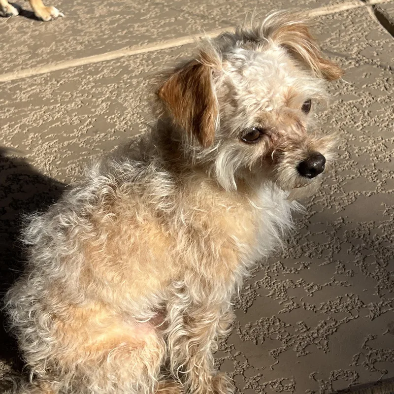 An adult small-sized male Yorkshire Terrier dog named Scoot for adoption in Phoenix, AZ