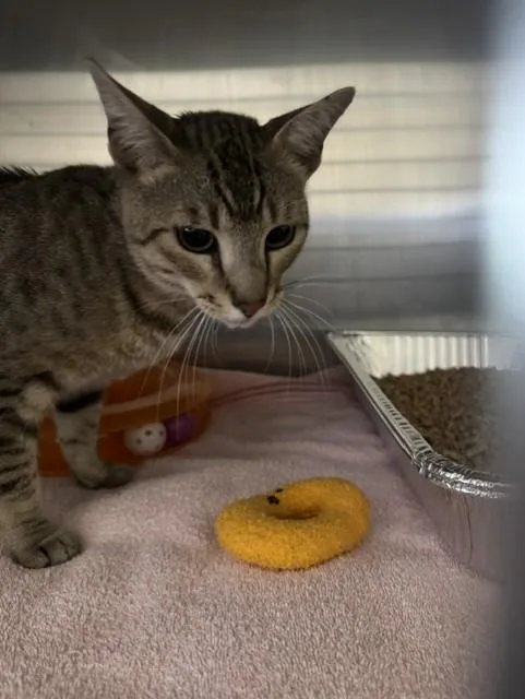 A young large-sized male Domestic Short Hair cat named Hotel California for adoption in Fremont, CA