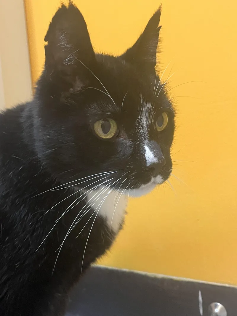 A senior large-sized male Black Domestic Short Hair cat named Dave for adoption in Boyne City, MI
