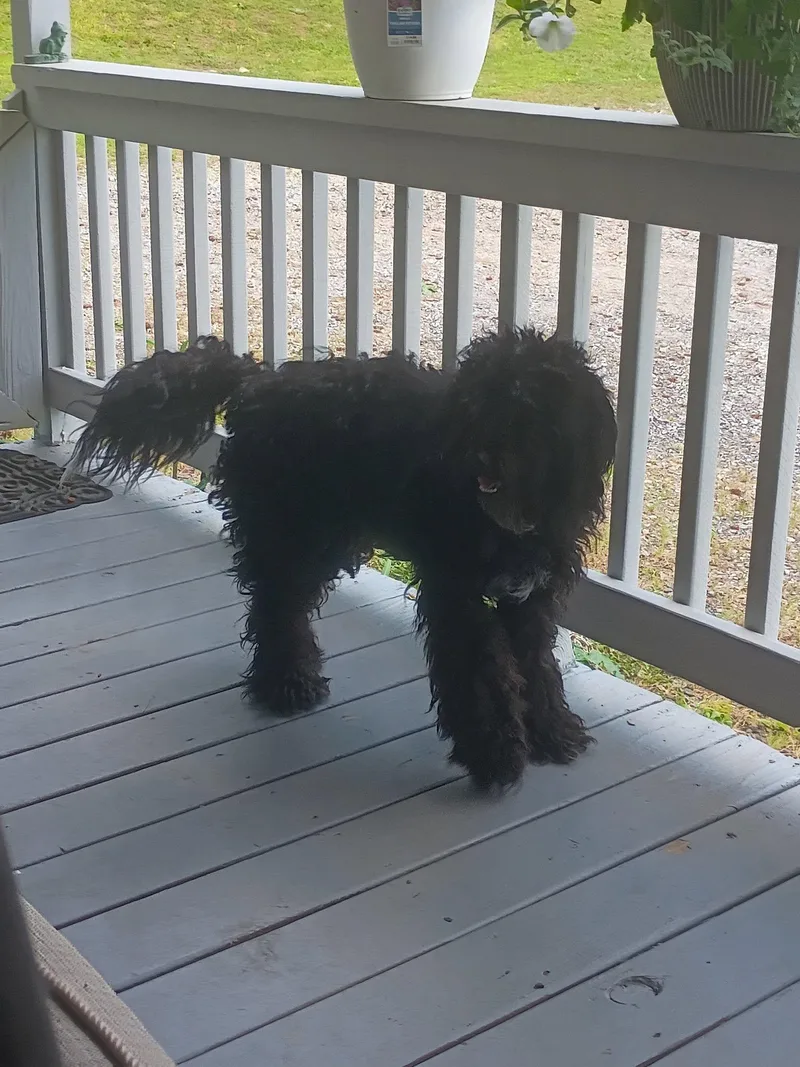 Bear