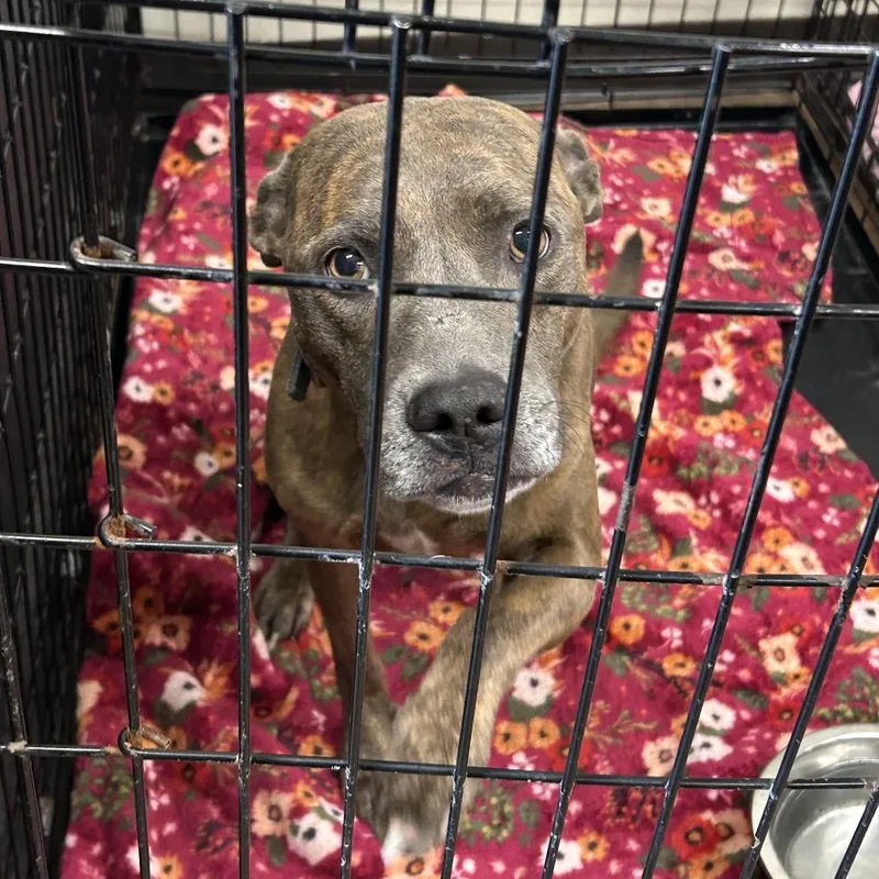 An adult medium-sized male Gray / Blue / Silver Pit Bull Terrier dog named Duke for adoption in League City, TX