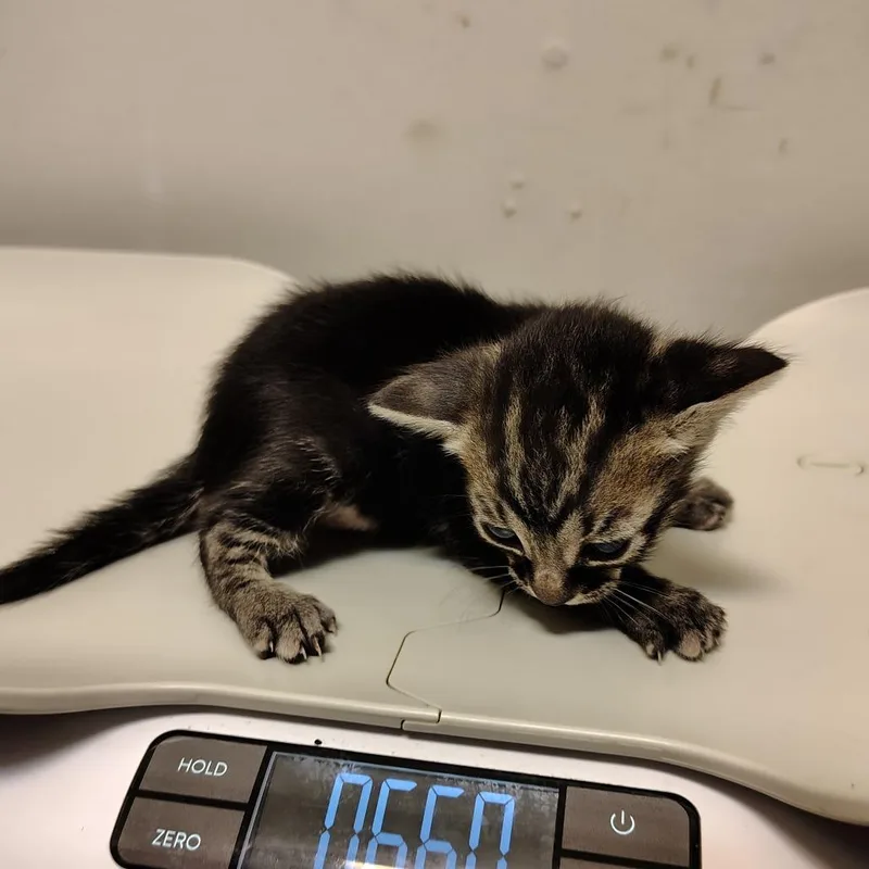 A baby small-sized female Brown / Chocolate Domestic Short Hair cat named Mimi for adoption in Coos Bay, OR