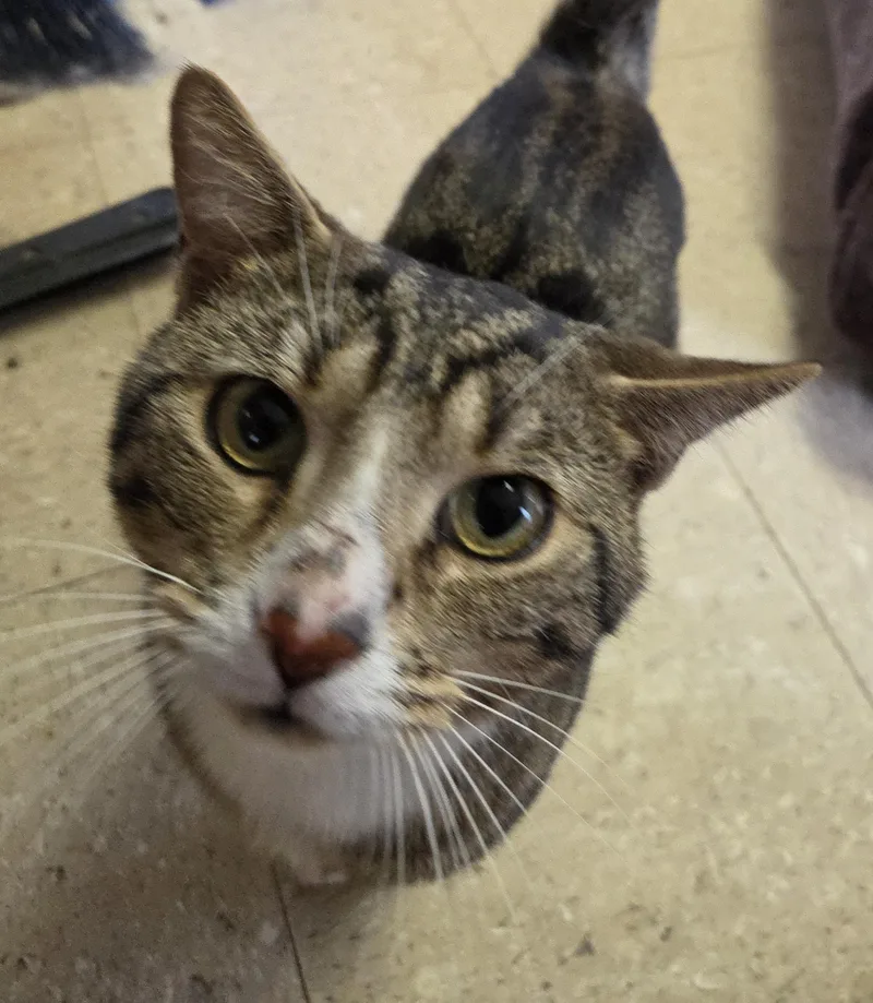 An adult medium-sized male Tabby (Brown / Chocolate) Domestic Short Hair cat named Simon for adoption in Mansfield Center, CT