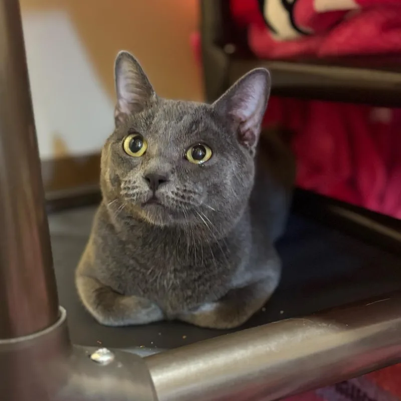 An adult medium-sized male Gray / Blue / Silver Russian Blue cat named Eduardo for adoption in Agoura Hills, CA