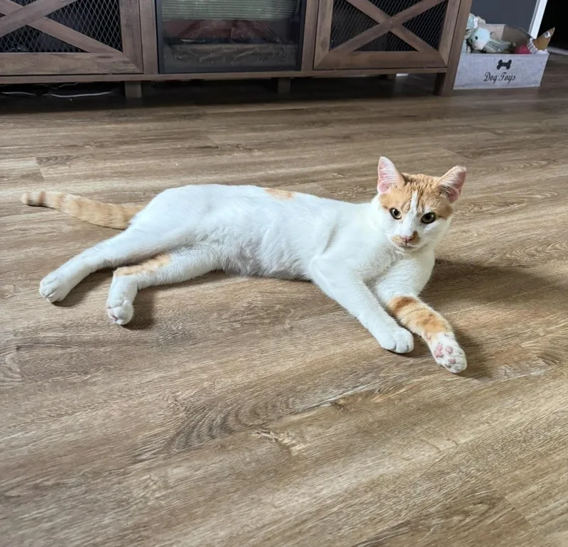 A young medium-sized male Orange & White Domestic Short Hair cat named Milkshake for adoption in Bellmawr, NJ