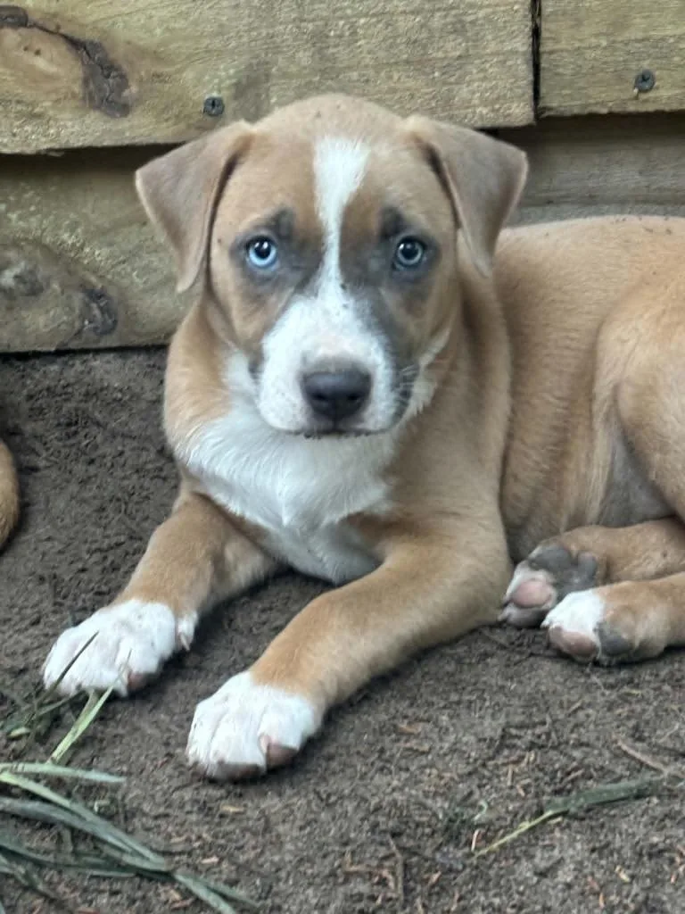 A baby medium-sized female Boxer dog named Poppy for adoption in Seven Points, TX