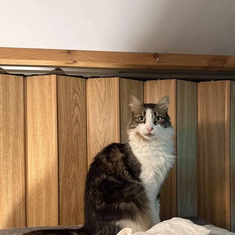 Queen Fluff thumbnail 2