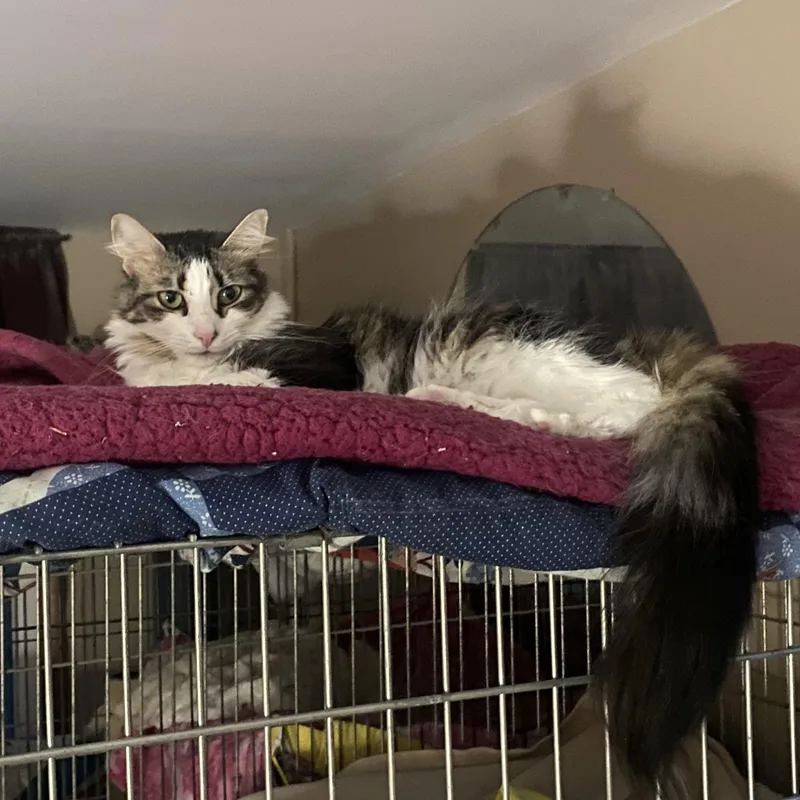 Queen Fluff thumbnail 3