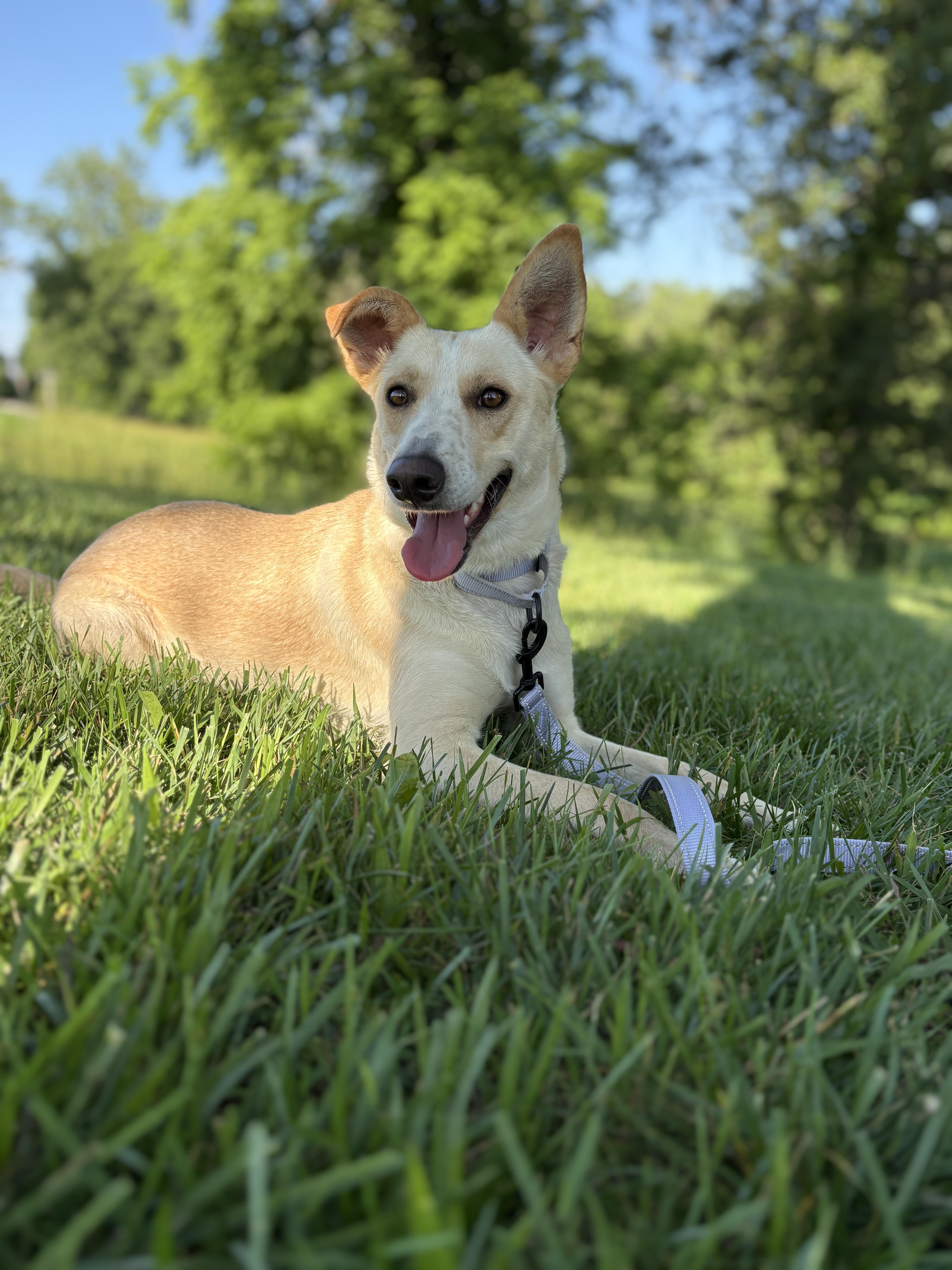 A young medium-sized female Yellow / Tan / Blond / Fawn Labrador Retriever dog named Summer for adoption in Gradyville, KY