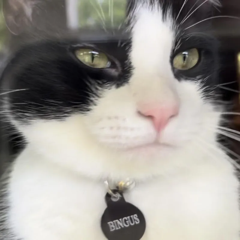 Bingus thumbnail 2