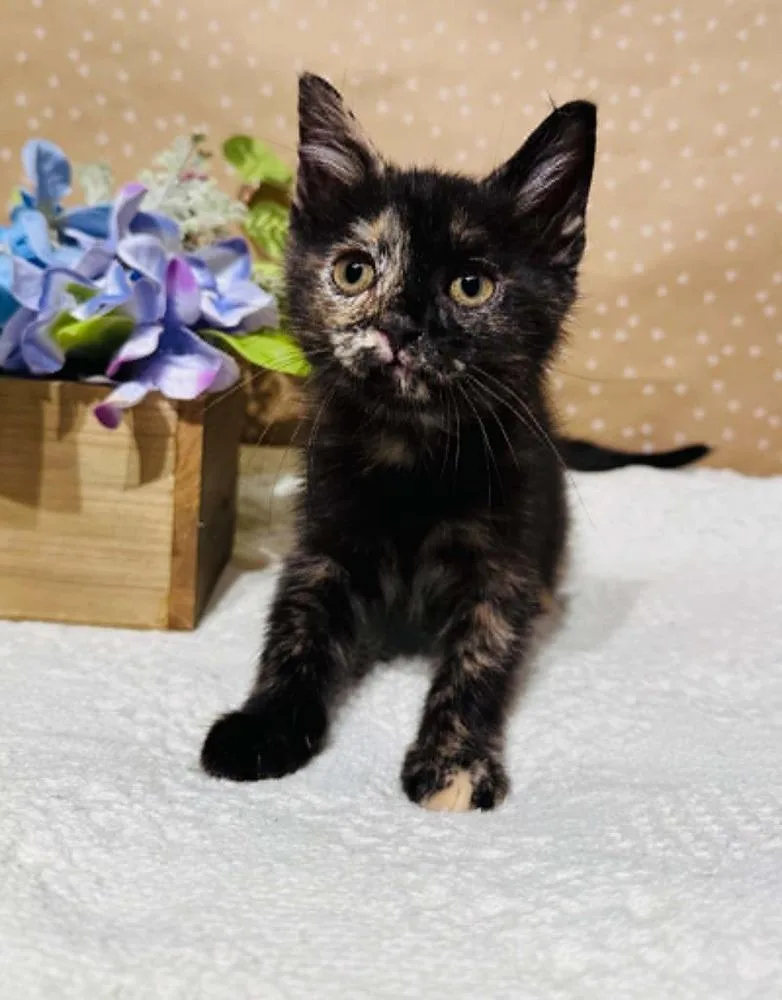 A baby small-sized female Tortoiseshell Domestic Short Hair cat named Elara for adoption in Groveland, MA
