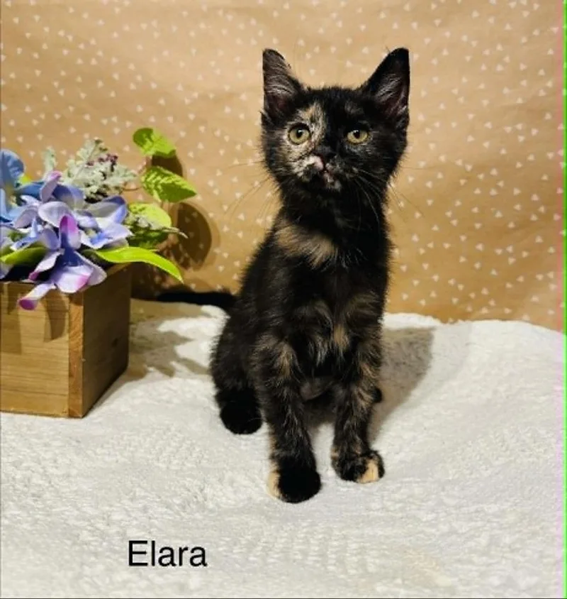 Elara thumbnail 3