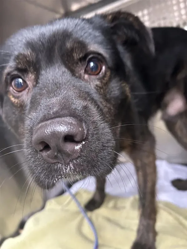 An adult large-sized male Labrador Retriever dog named Murkrow for adoption in Austin, TX