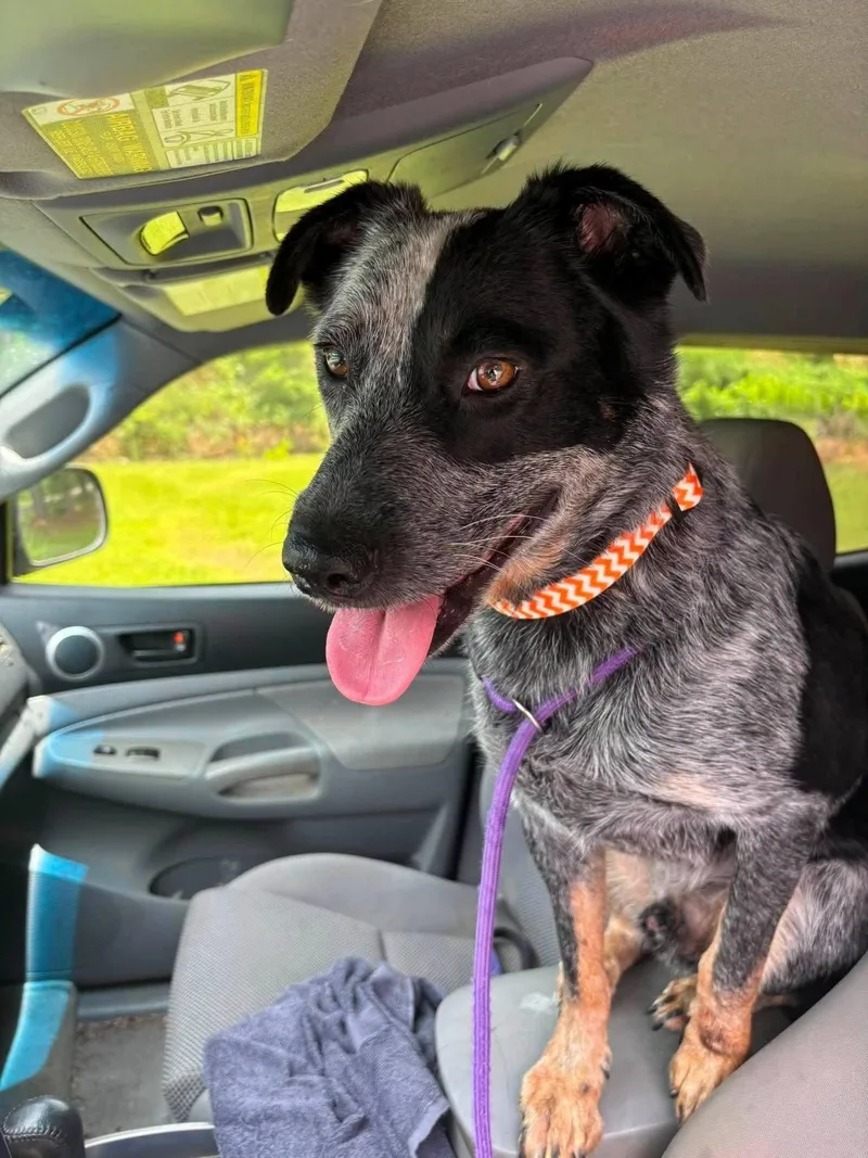 An adult large-sized male Australian Cattle Dog / Blue Heeler dog named Bandit for adoption in Bradenton, FL