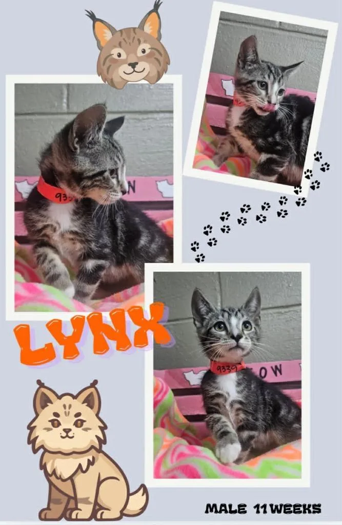 Lynx