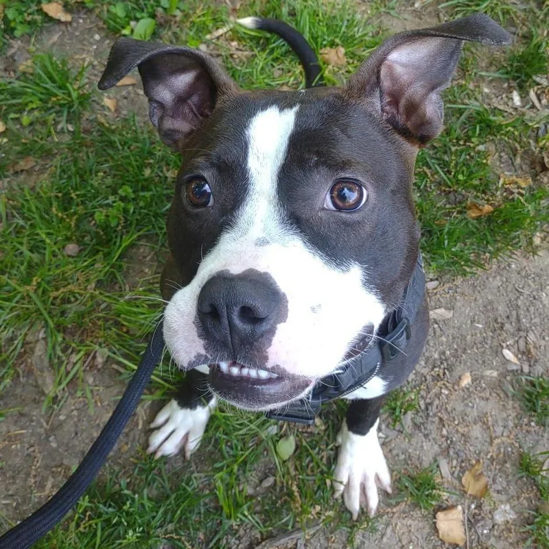 A young small-sized male Black Pit Bull Terrier dog named Boston Nico for adoption in Baltimore, MD