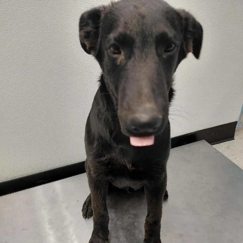 A young medium-sized male Black Labrador Retriever dog named Major for adoption in Bastrop, TX