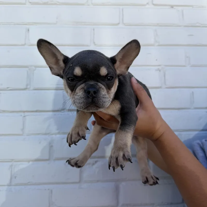 A baby small-sized female Gray / Blue / Silver French Bulldog dog named Juniper for adoption in Northbrook, IL