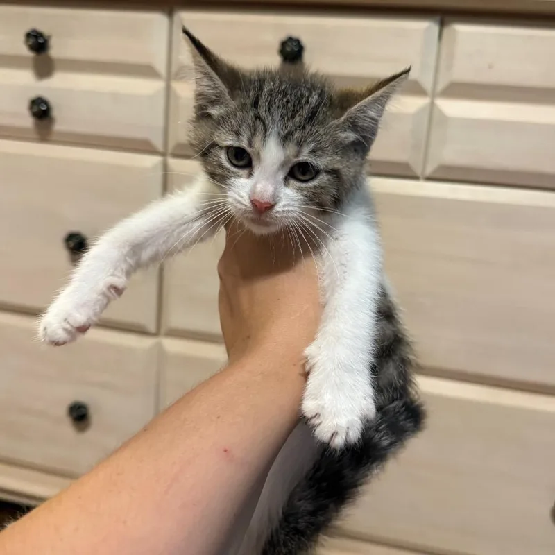 A baby small-sized male Brown / Chocolate Domestic Short Hair cat named Abby for adoption in Granville, OH