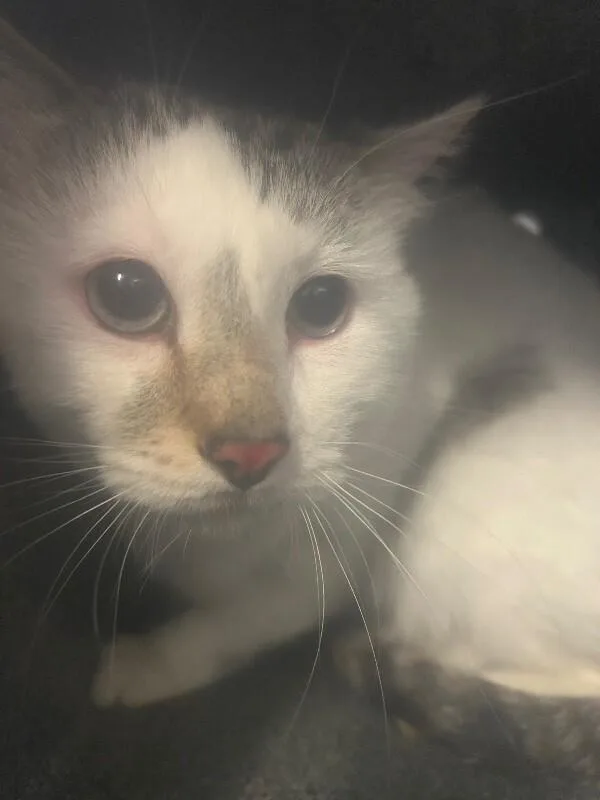 An adult large-sized male White Domestic Short Hair cat named Poppy for adoption in Fruit Heights, UT