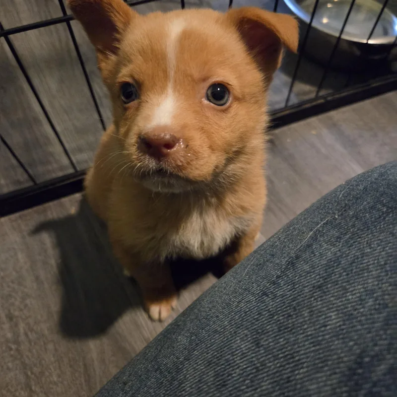 Peaches thumbnail 3