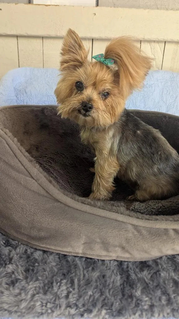 An adult small-sized female Yorkshire Terrier dog named Mia for adoption in Fort Worth, TX
