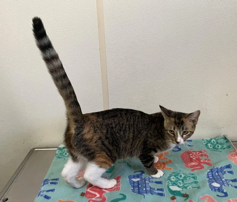 Flower Calico