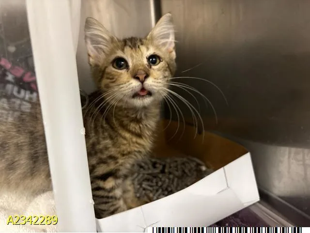 A baby small-sized male Domestic Medium Hair cat named Catlyn for adoption in West Palm Beach, FL