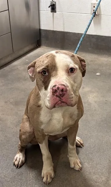 A young large-sized male Pit Bull Terrier dog named Czech for adoption in Upper Marlboro, MD