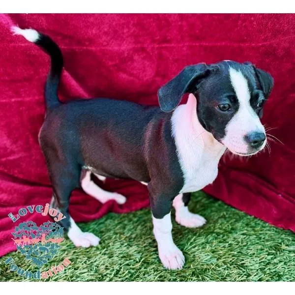 Molly Mae Litter