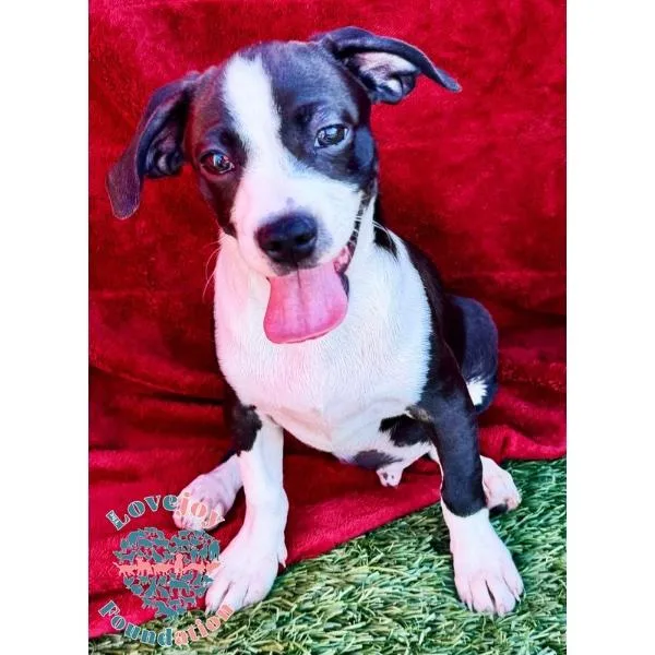 Molly Mae Litter thumbnail 2