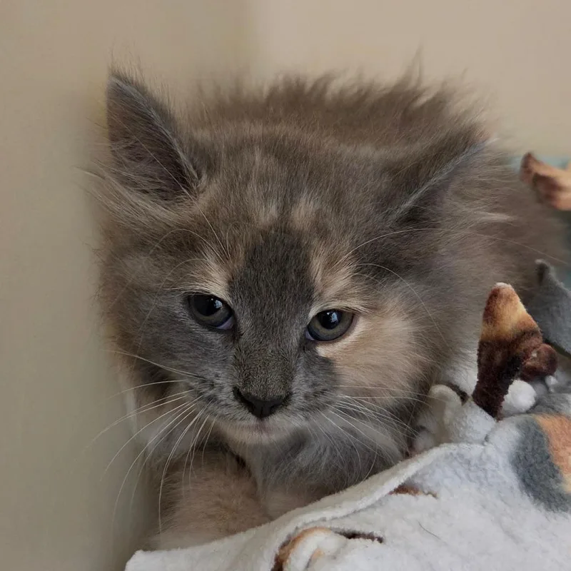 A baby small-sized female Gray / Blue / Silver Domestic Long Hair cat named June for adoption in Zanesville, OH