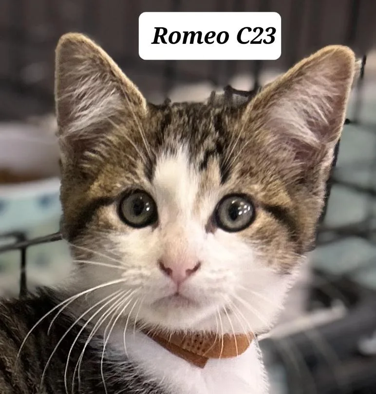 A baby medium-sized male Brown / Chocolate Domestic Short Hair cat named Romeo for adoption in Morganton, NC